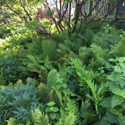 Ostrich Ferns (Shade Loving)