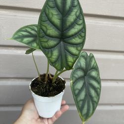 4” alocasia dragon scale