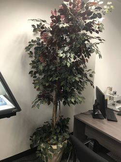 Office Plant