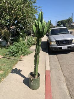 Cactus