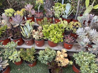 Succulents Plants In 6inch Pots