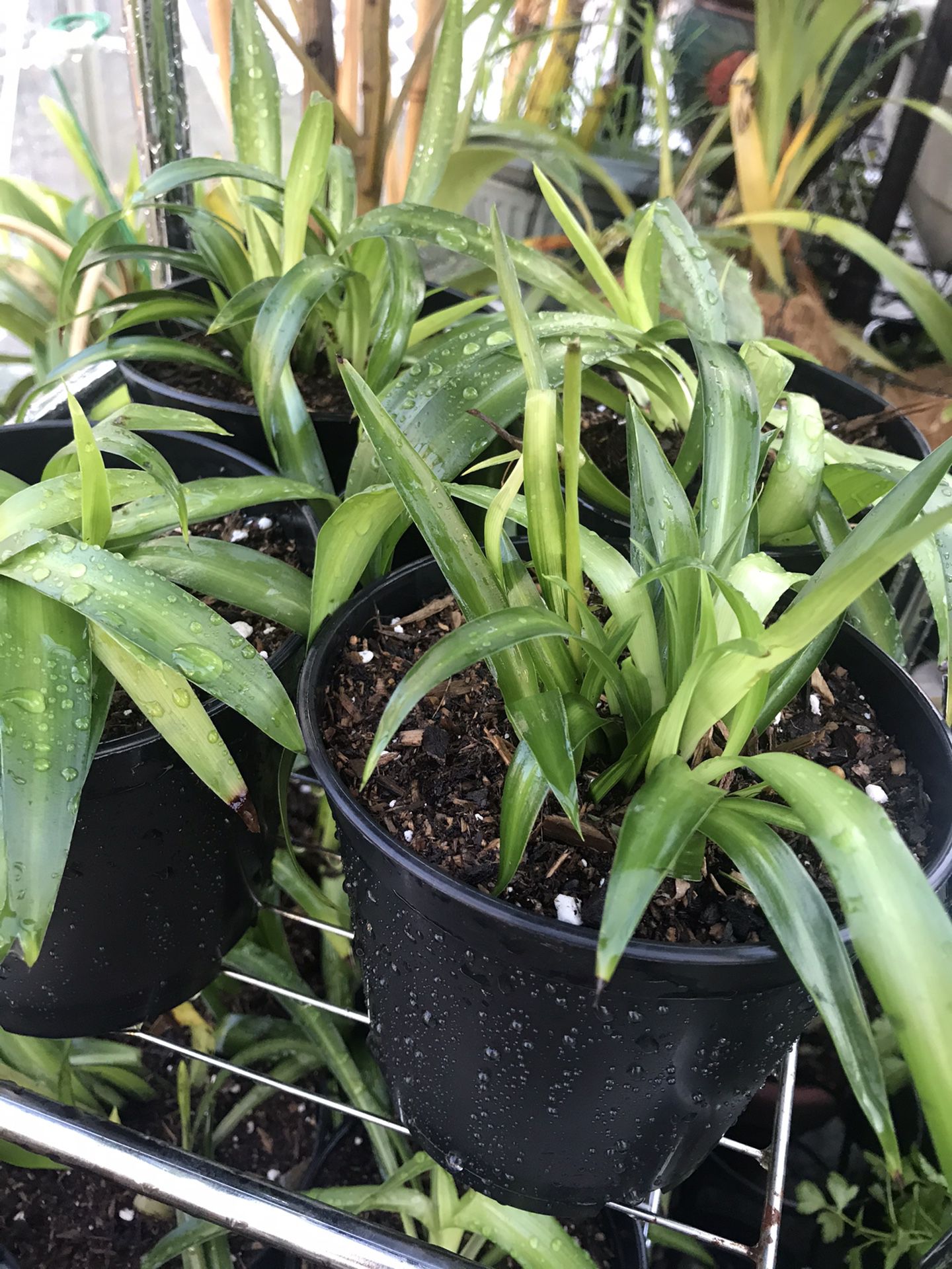 Buy 5 spider plants get 1 free jade plant
