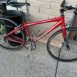 Giant Cypress Ls 