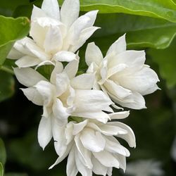 Bells Of Indian Jasmine. Some Flowered . Fragrance Is Intoxicating!!!