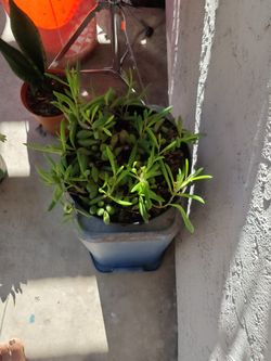 Plants Sale