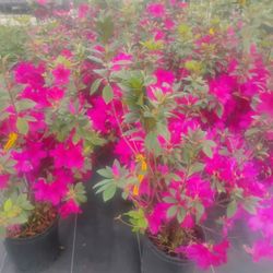 🌹🌺🌹🌺Azaleas 🌺🌹🌺🌹