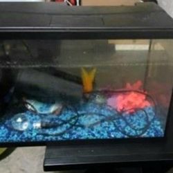 Fish Tank 