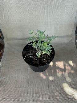 Rue - Ruda Plant 🪴 