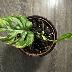 monstera andansonii in 4” pot
