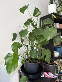 Healthy Monstera. 4ft tall