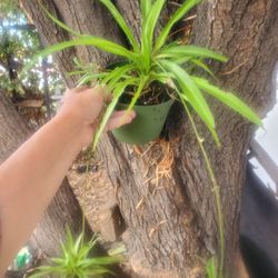 House Plants Hawaiian Spider Plant, Varigated Spider Plant, Ficus & More Prices Vary