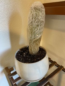 indoor plants