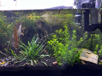 Homemade Trumpet Snail Food (15 Count)
