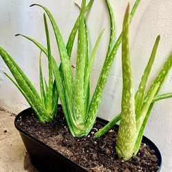 Potted aloe plants