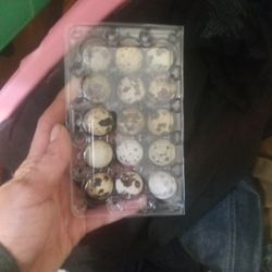 Courtnix Quail Eggs Hatching/Eating