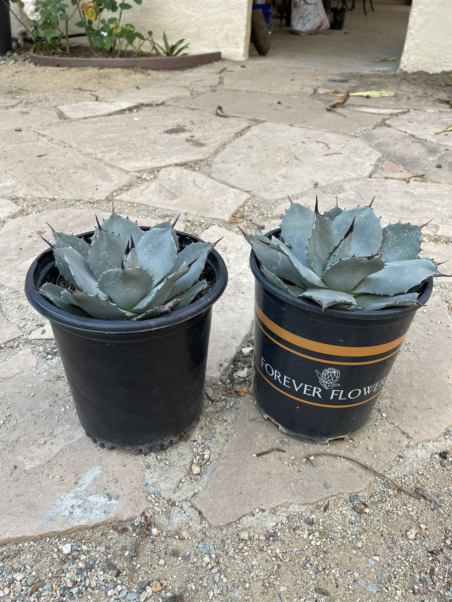Agave Parryi Truncata. ( Artichoke Agave.)