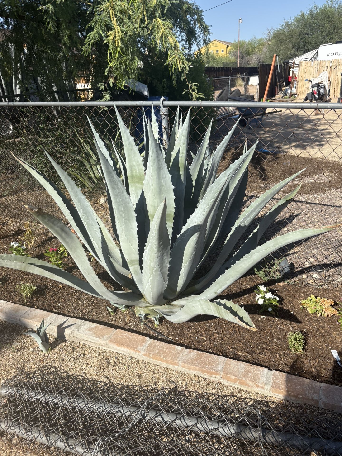 Cactus / Agave