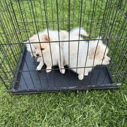 Selling Dog Fence 