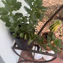 Plants With Stand And Extra Pots 