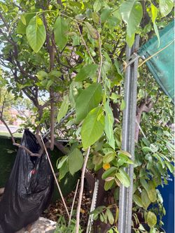 Cherimoya Tree - flowering