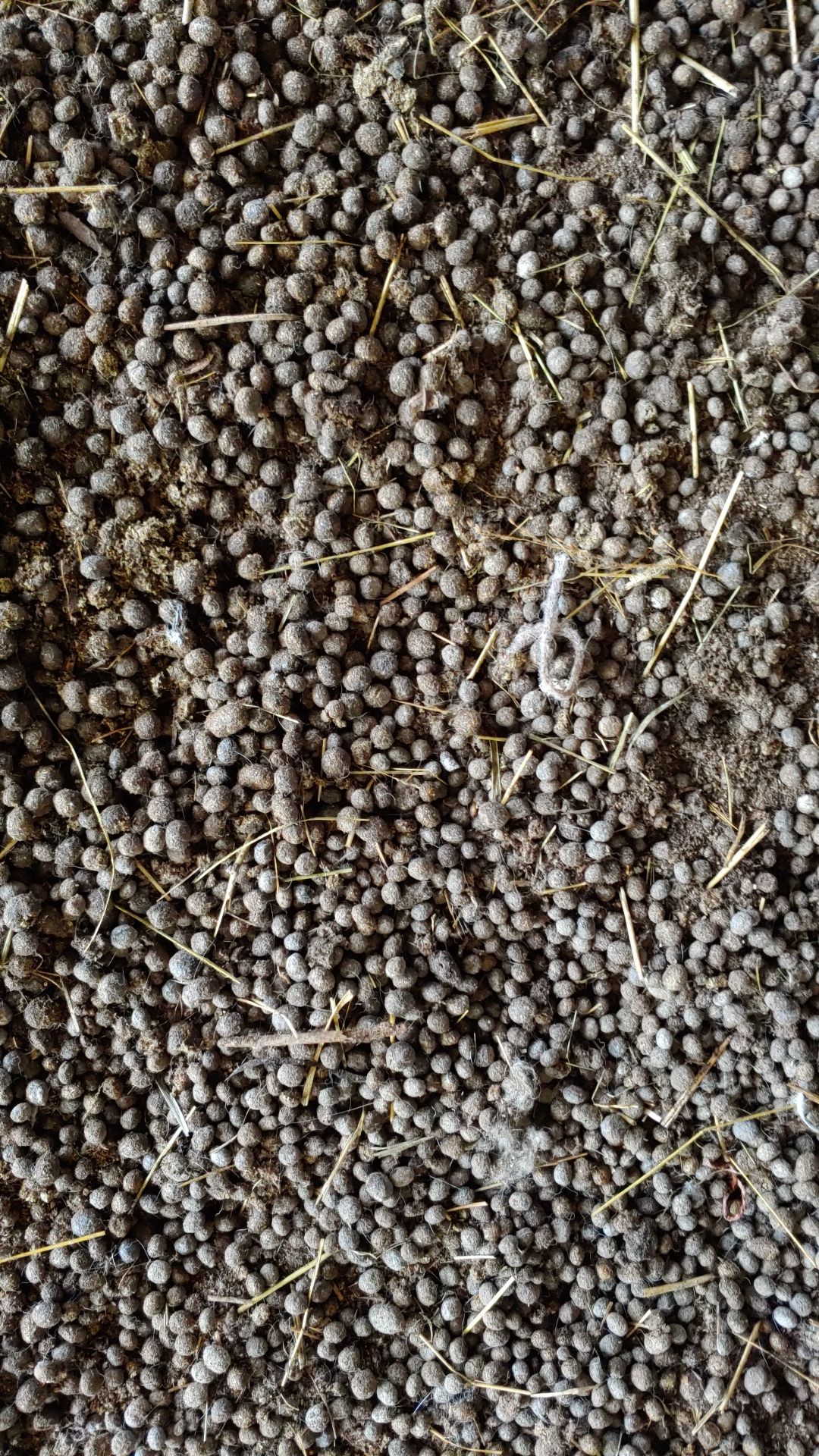 Rabbit Manure for Sale in Oviedo, FL OfferUp