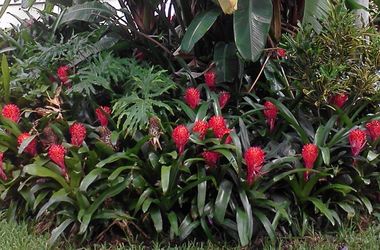 Bromiliads
