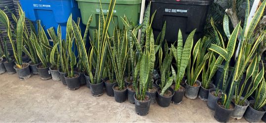 Shake plant