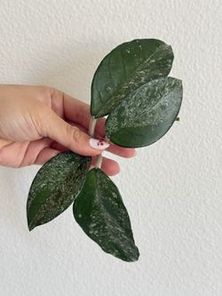 Hoya Carnosa freckles splash 