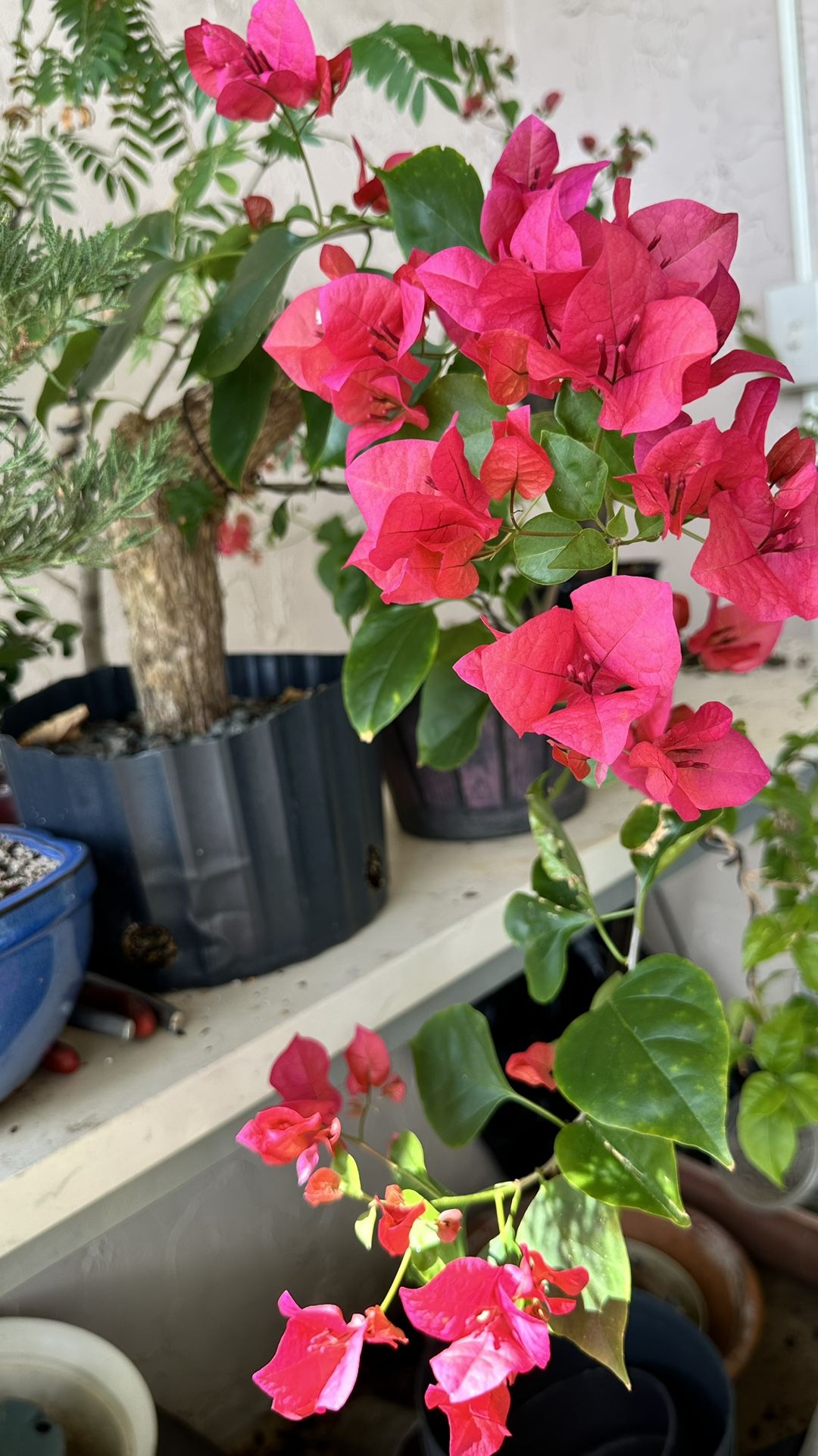 Bonsai Pink Bougainvillea Material