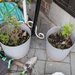 Planters - Set Of 2 Pots