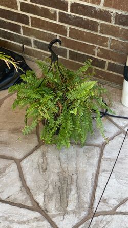 Hanging plant