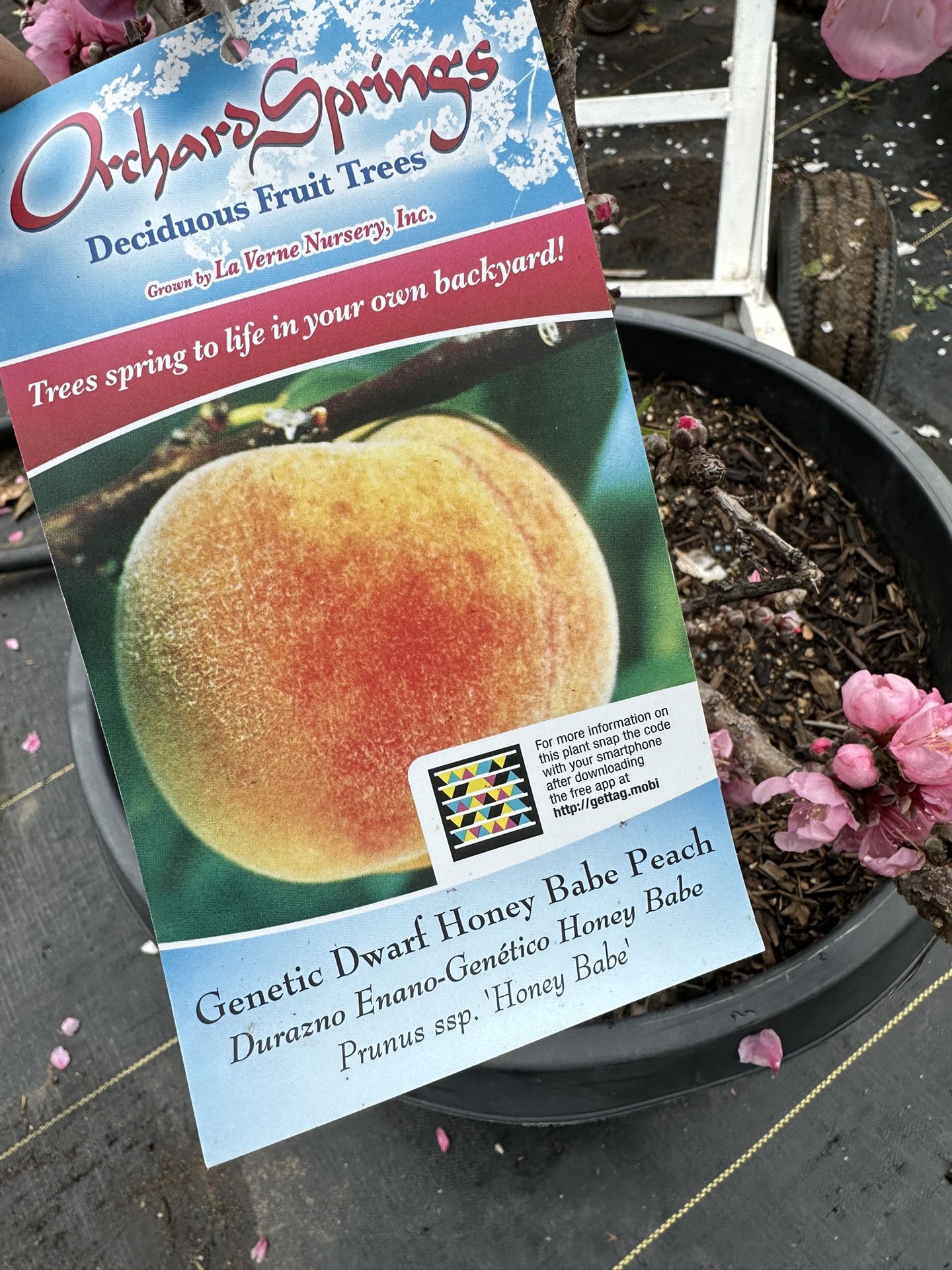 Dwaft Honey Babe Peach tree 15gal size