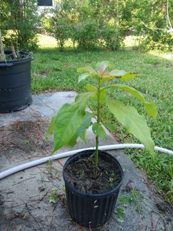 Avocado tree