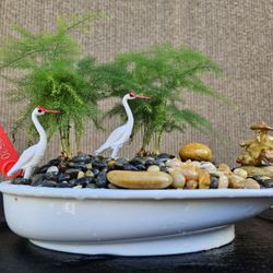 Asparagus Fern ( Asparagus setaceus ) Bonsai Tree, Outdoor and Indoor plant