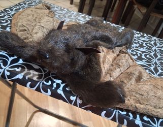 New Folkmanis Brown Bat Hand Puppet (No labels on it)