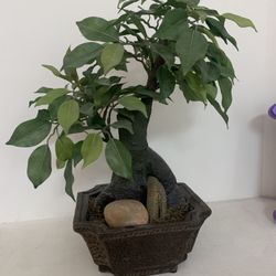 Silk Plant