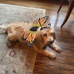 Butterfly Dog Costume Size: Medium 