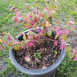 Chinese Fringe Pink Flower. 5 Gallon