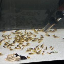 Aquarium Fish Tank Decoration 
