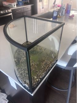 corner fish tank
