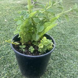Vapor Plant