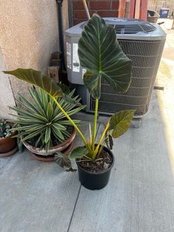 Colocasia elephant Ear Tropical Plant 3 Gallon Pot