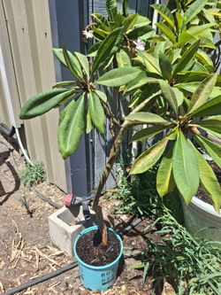 Plumeria