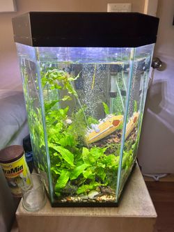 20 Gallon Octagonal Aquarium - Everything Included