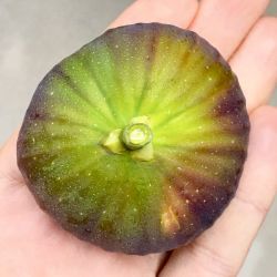 ‘California Brown Turkey’ Fig  Tree, Potted Live Plant