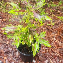"Flamethrower" Coleus Chilli Pepper