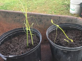 4 Sale Matas De Chayote Ya Prendidos A $25 Cada Maseta