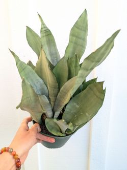 Sansevieria Moonshine Snake Plant 6" Pot - Indoor House Plants