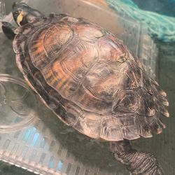 Pistacho need a new home