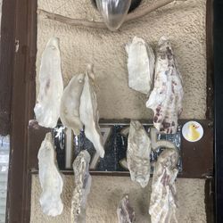 Cool, Dangling, Wind Chime Kind Of Decoration Large Seashell